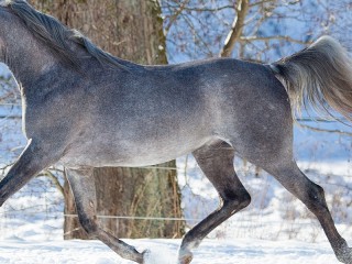 Пазл #19492